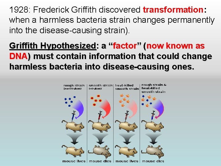 1928: Frederick Griffith discovered transformation: when a harmless bacteria strain changes permanently into the