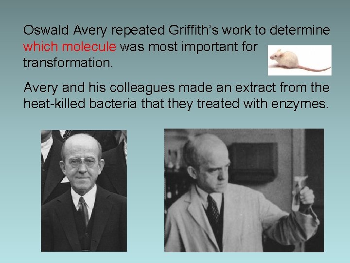 Oswald Avery repeated Griffith’s work to determine which molecule was most important for transformation.