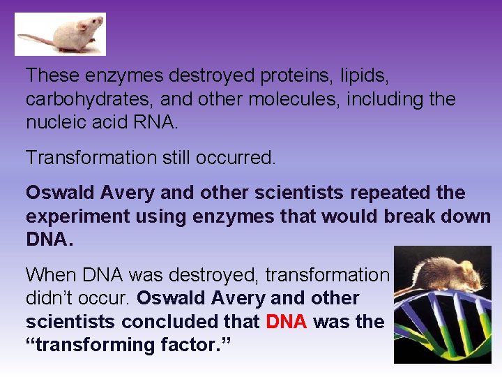 These enzymes destroyed proteins, lipids, carbohydrates, and other molecules, including the nucleic acid RNA.