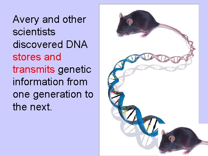 Avery and other scientists discovered DNA stores and transmits genetic information from one generation