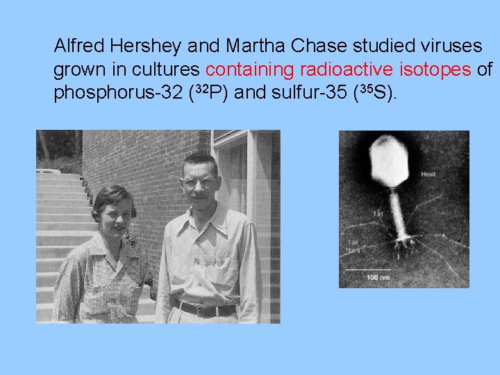 Alfred Hershey and Martha Chase studied viruses grown in cultures containing radioactive isotopes of