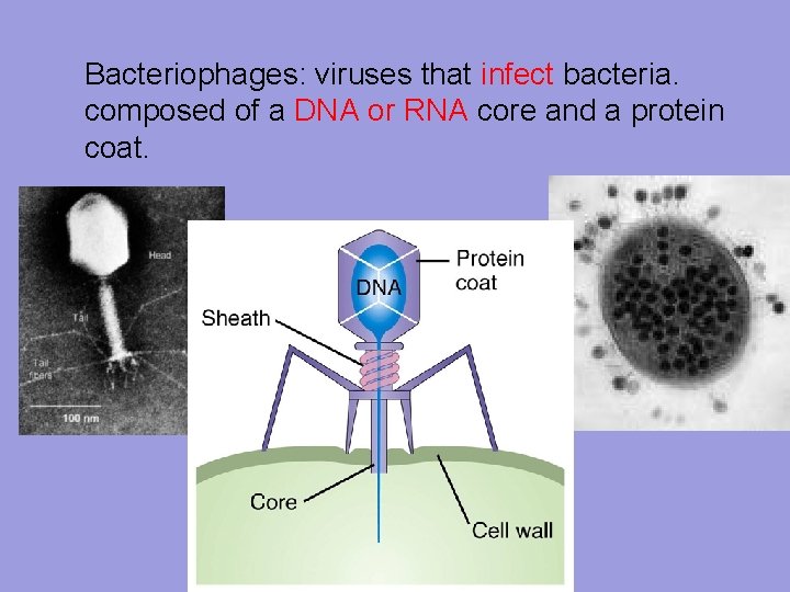 Bacteriophages: viruses that infect bacteria. composed of a DNA or RNA core and a