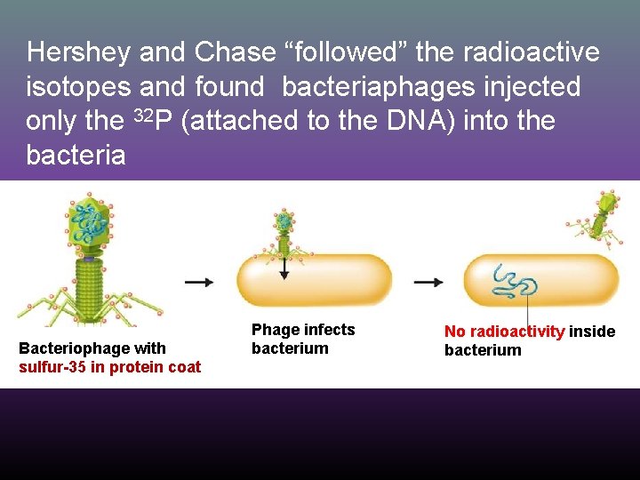Hershey and Chase “followed” the radioactive isotopes and found bacteriaphages injected only the 32