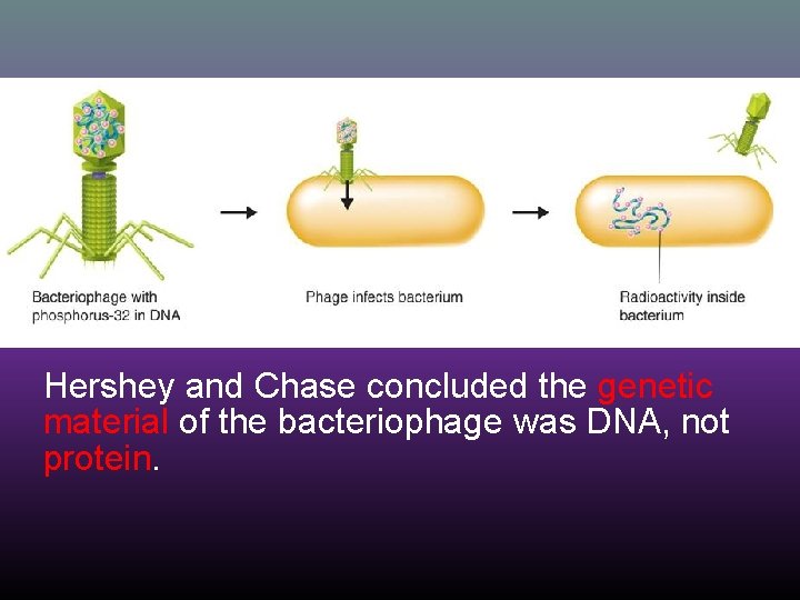Hershey and Chase concluded the genetic material of the bacteriophage was DNA, not protein.