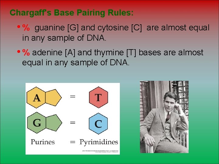 Chargaff's Base Pairing Rules: • % guanine [G] and cytosine [C] are almost equal