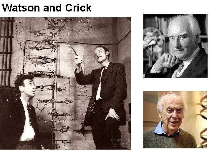 Watson and Crick 
