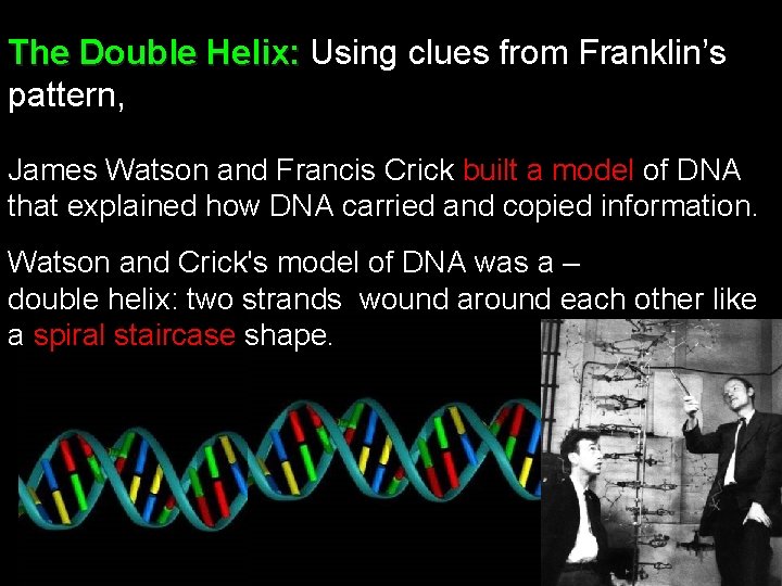 The Double Helix: Using clues from Franklin’s pattern, James Watson and Francis Crick built