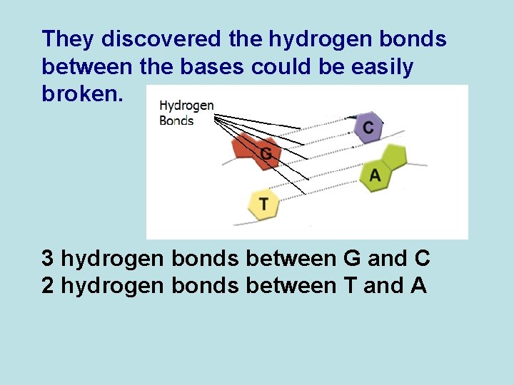 They discovered the hydrogen bonds between the bases could be easily broken. 3 hydrogen