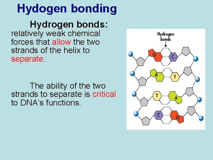 Hydogen bonding Hydrogen bonds: relatively weak chemical forces that allow the two strands of