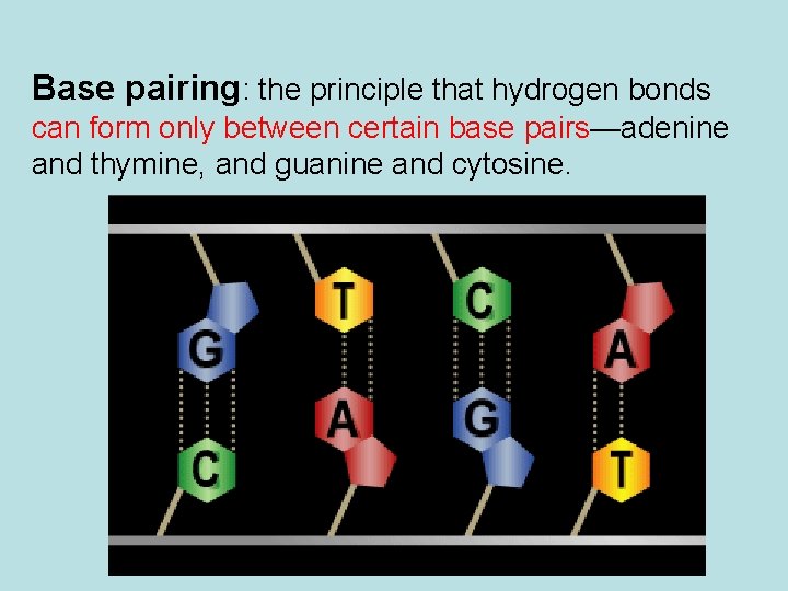 Base pairing: the principle that hydrogen bonds can form only between certain base pairs—adenine