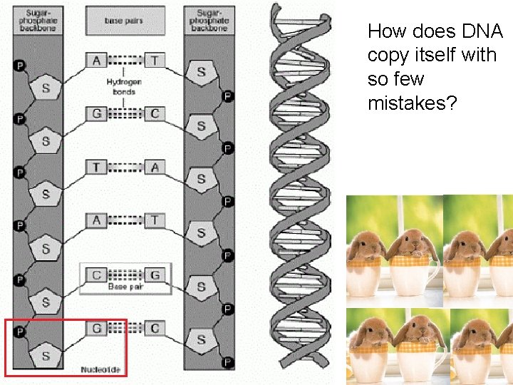 12– 1 DNA How does DNA copy itself with so few mistakes? Slide 37