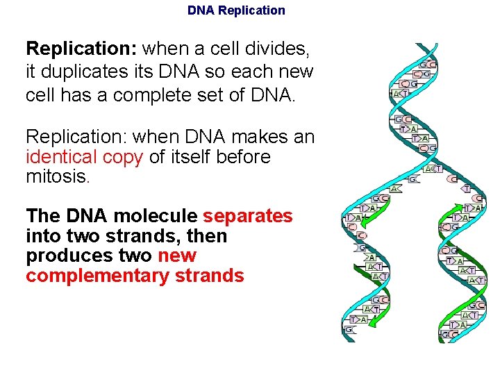 DNA Replication: when a cell divides, it duplicates its DNA so each new cell