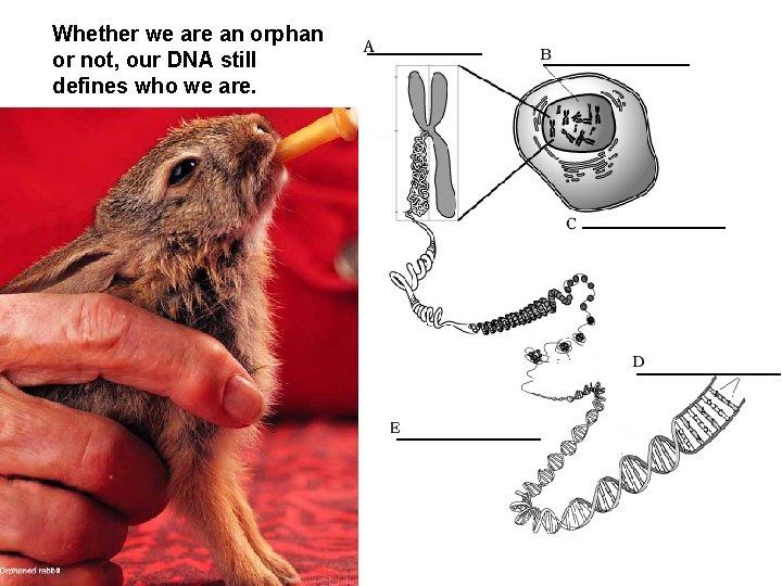 Whether we are an orphan or not, our DNA still defines who we are.