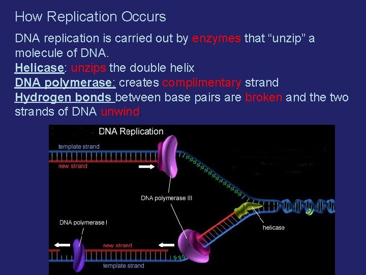 How Replication Occurs DNA replication is carried out by enzymes that “unzip” a molecule