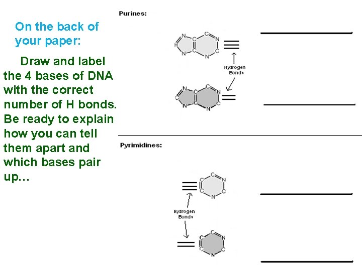 On the back of your paper: Draw and label the 4 bases of DNA