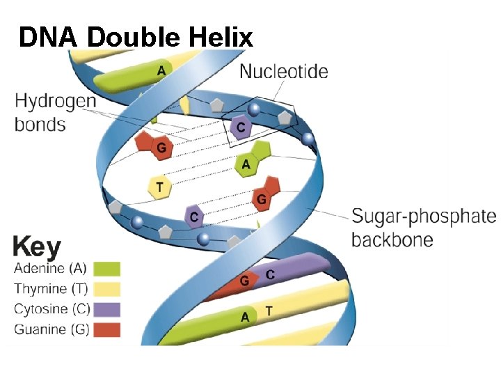 DNA Double Helix 