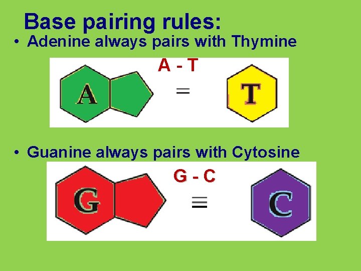 Base pairing rules: • Adenine always pairs with Thymine A-T • Guanine always pairs