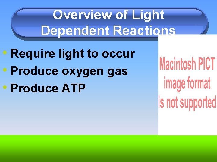 Overview of Light Dependent Reactions • Require light to occur • Produce oxygen gas