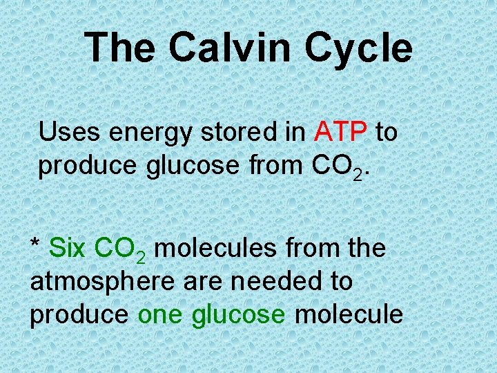 The Calvin Cycle Uses energy stored in ATP to produce glucose from CO 2.