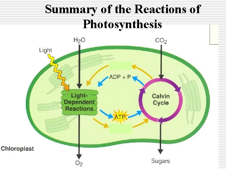 Summary of the Reactions of Photosynthesis 