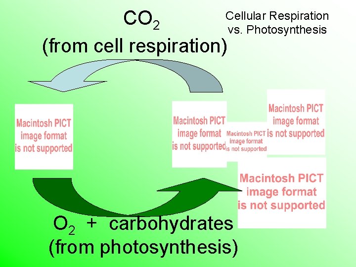 Cellular Respiration CO 2 vs. Photosynthesis (from cell respiration) O 2 + carbohydrates (from