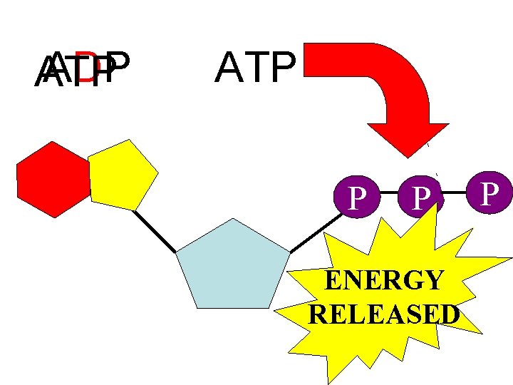 ADP ATP P P ENERGY RELEASED PP 