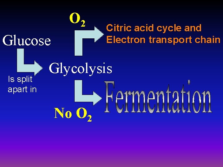 O 2 Glucose Is split apart in Citric acid cycle and Electron transport chain