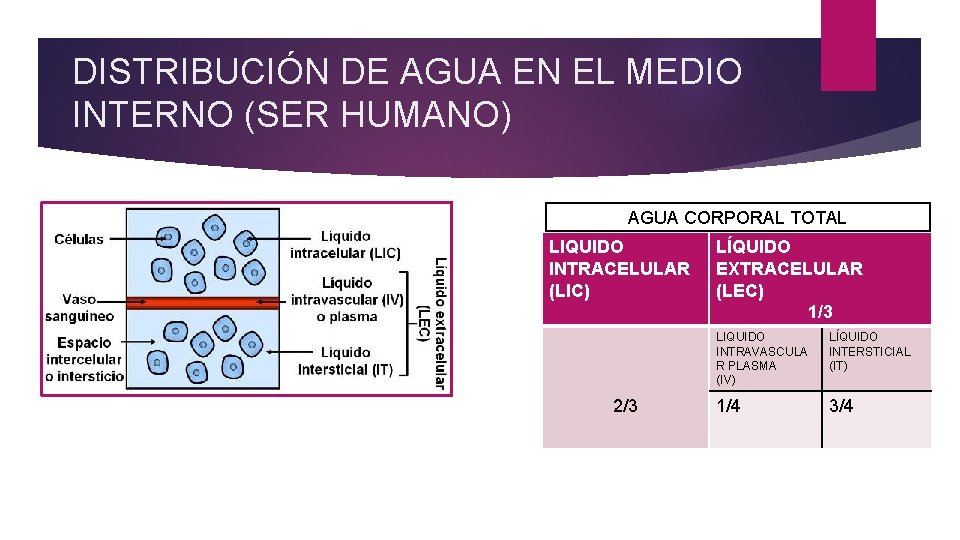 DISTRIBUCIÓN DE AGUA EN EL MEDIO INTERNO (SER HUMANO) AGUA CORPORAL TOTAL LIQUIDO INTRACELULAR