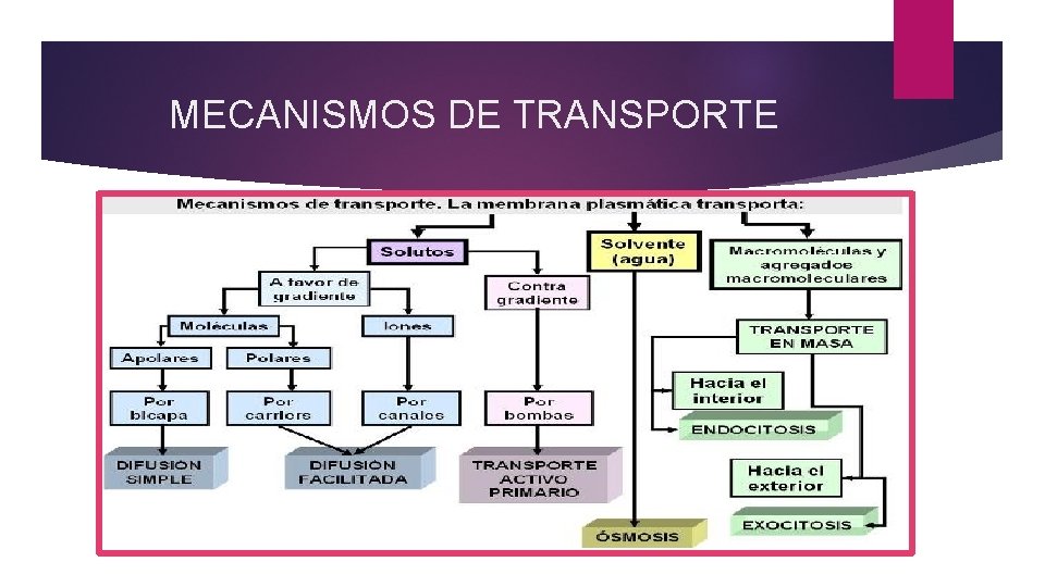 MECANISMOS DE TRANSPORTE 