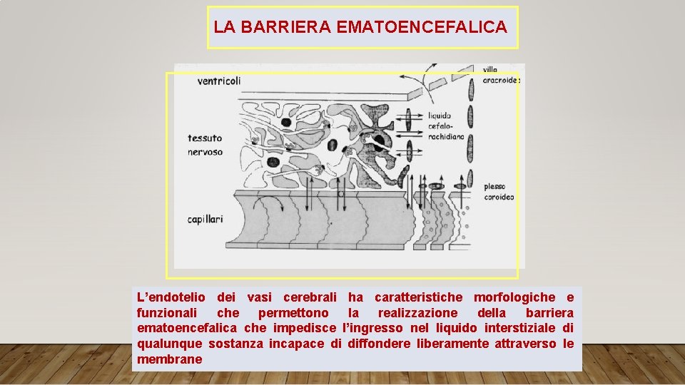 LA BARRIERA EMATOENCEFALICA L’endotelio dei vasi cerebrali ha caratteristiche morfologiche e funzionali che permettono