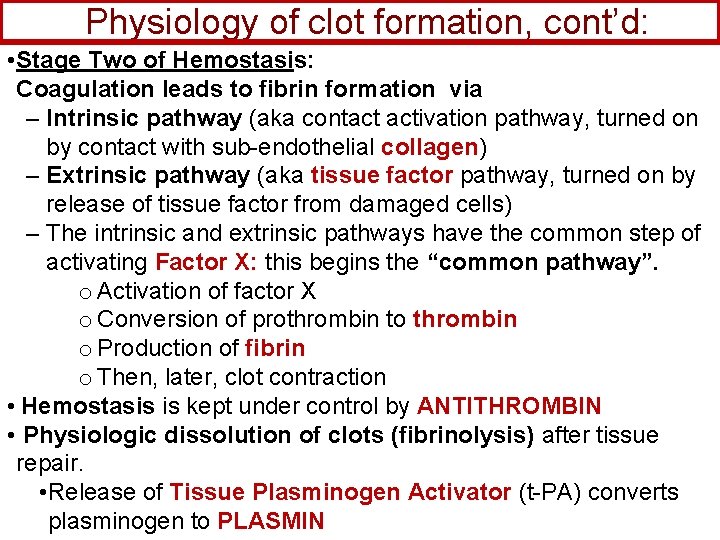 Physiology of clot formation, cont’d: • Stage Two of Hemostasis: Coagulation leads to fibrin