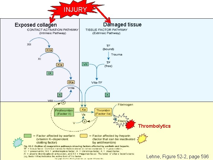 INJURY Exposed collagen Damaged tissue Thrombolytics Lehne, Figure 52 -2, page 596 