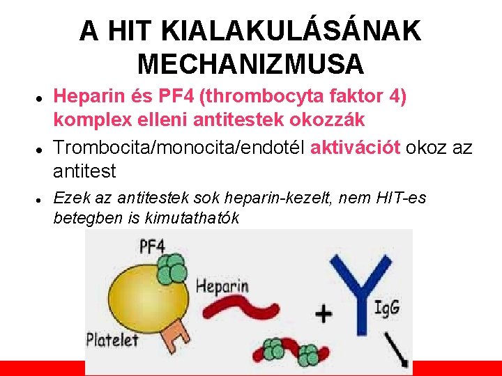A HIT KIALAKULÁSÁNAK MECHANIZMUSA Heparin és PF 4 (thrombocyta faktor 4) komplex elleni antitestek