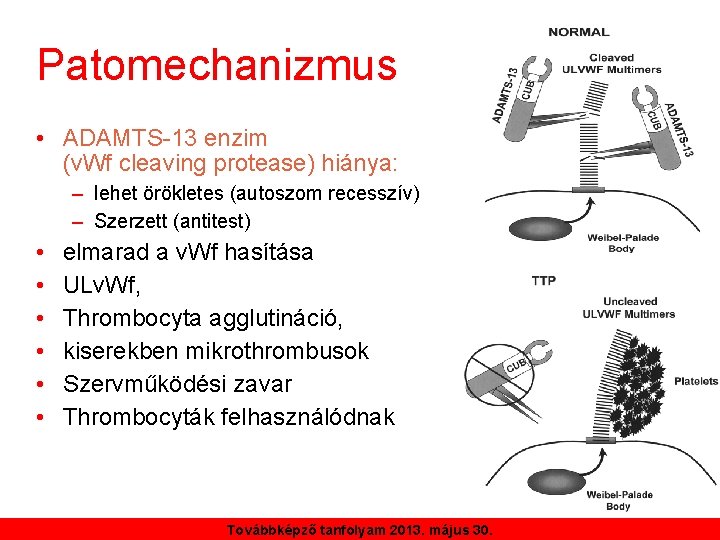 Patomechanizmus • ADAMTS-13 enzim (v. Wf cleaving protease) hiánya: – lehet örökletes (autoszom recesszív)