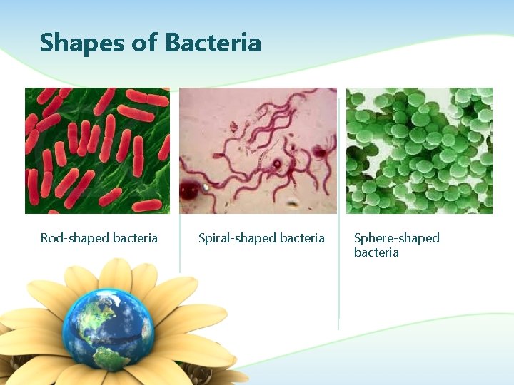 Shapes of Bacteria Rod-shaped bacteria Spiral-shaped bacteria Sphere-shaped bacteria 