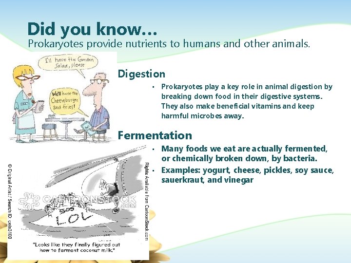 Did you know… Prokaryotes provide nutrients to humans and other animals. Digestion • Prokaryotes