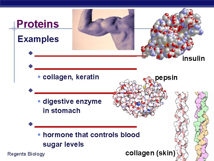 Proteins Examples u ______________________ § collagen, keratin u insulin pepsin ___________ § digestive enzyme