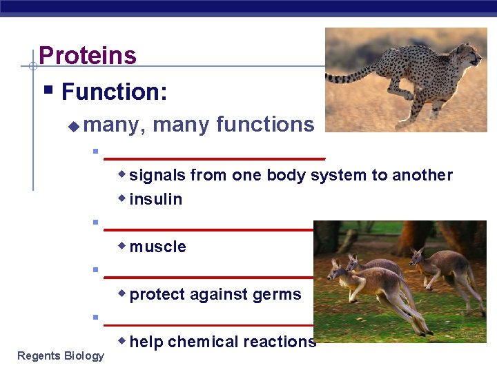 Proteins § Function: u many, many functions § ____________ w signals from one body