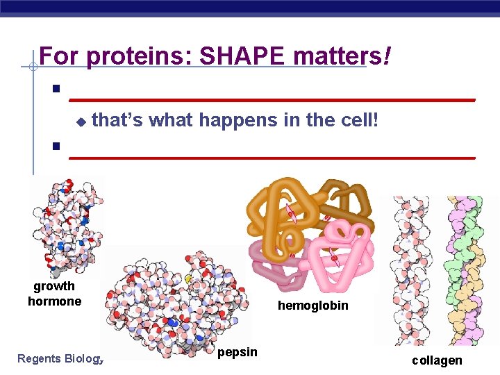 For proteins: SHAPE matters! § __________________ u that’s what happens in the cell! §