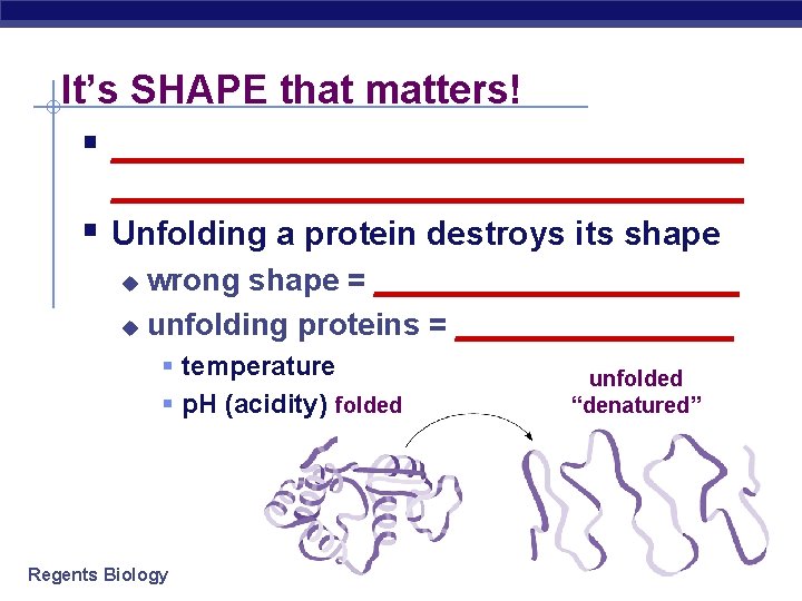 It’s SHAPE that matters! § __________________________________ Unfolding a protein destroys its shape wrong shape