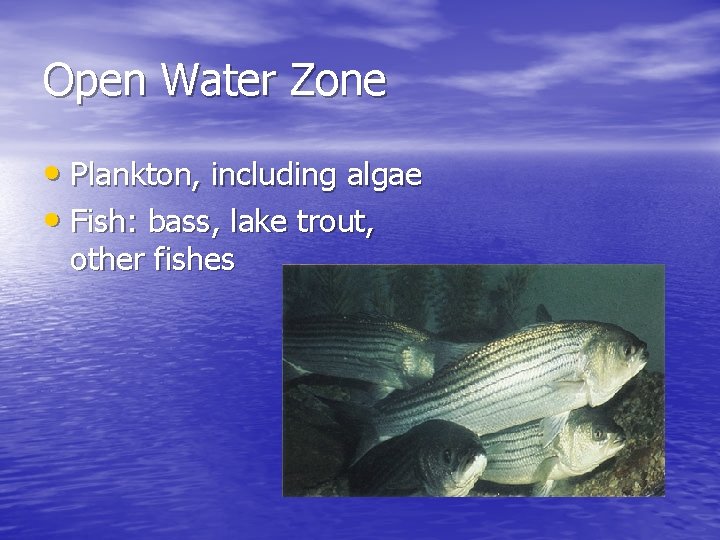 Open Water Zone • Plankton, including algae • Fish: bass, lake trout, other fishes