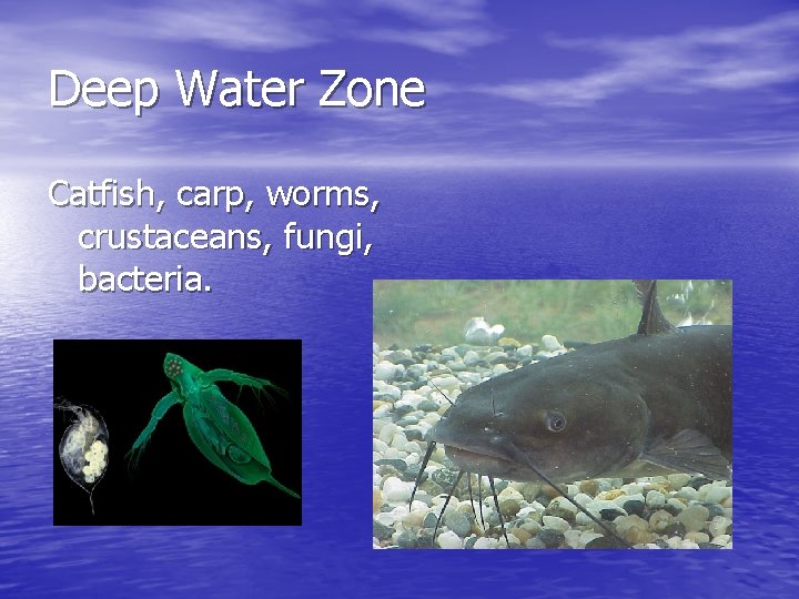 Deep Water Zone Catfish, carp, worms, crustaceans, fungi, bacteria. 