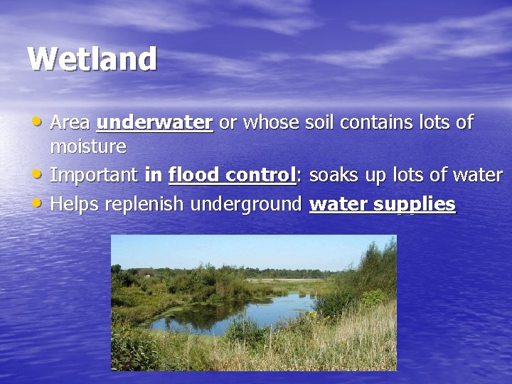 Wetland • Area underwater or whose soil contains lots of • • moisture Important