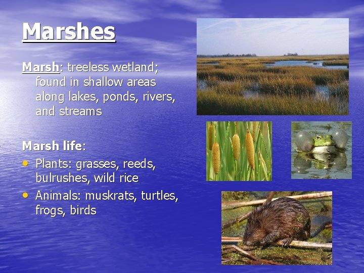 Marshes Marsh: treeless wetland; found in shallow areas along lakes, ponds, rivers, and streams