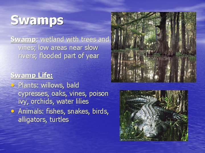 Swamps Swamp: wetland with trees and vines; low areas near slow rivers; flooded part