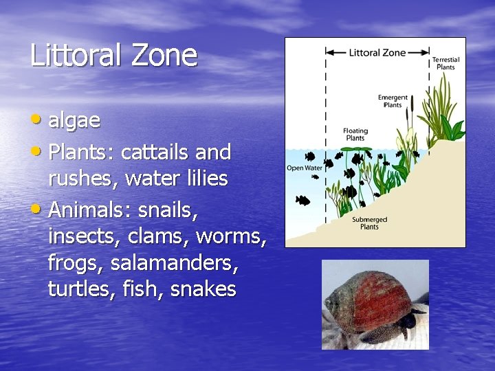 Littoral Zone • algae • Plants: cattails and rushes, water lilies • Animals: snails,