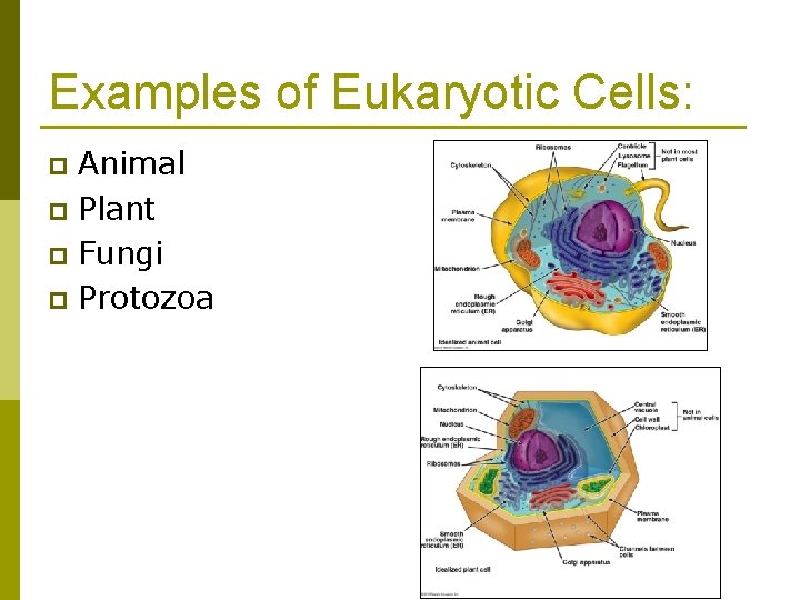 Examples of Eukaryotic Cells: Animal p Plant p Fungi p Protozoa p 