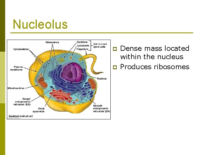 Nucleolus p p Dense mass located within the nucleus Produces ribosomes 