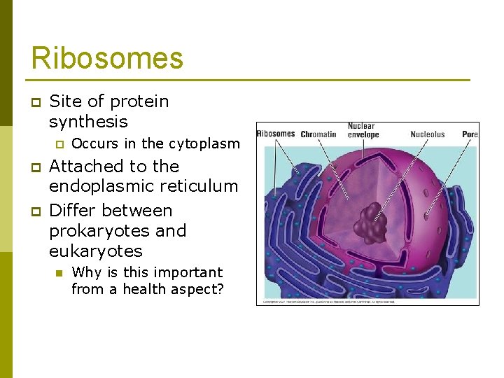 Ribosomes p Site of protein synthesis p p p Occurs in the cytoplasm Attached