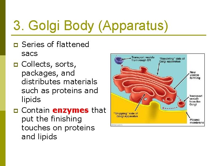 3. Golgi Body (Apparatus) p p p Series of flattened sacs Collects, sorts, packages,
